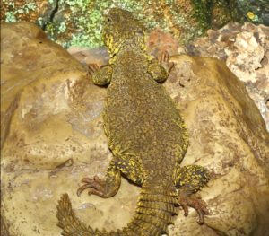 Yellow Niger Uromastyx For Sale Upriva Reptiles