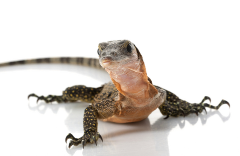 Albino American alligator – Albi - Ferme aux crocodiles