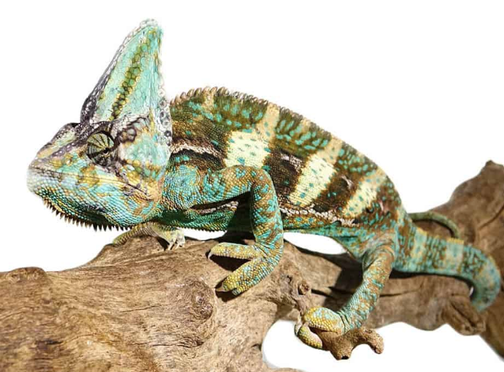 Rainbow Jacksons Chameleon For Sale - Upriva Reptiles