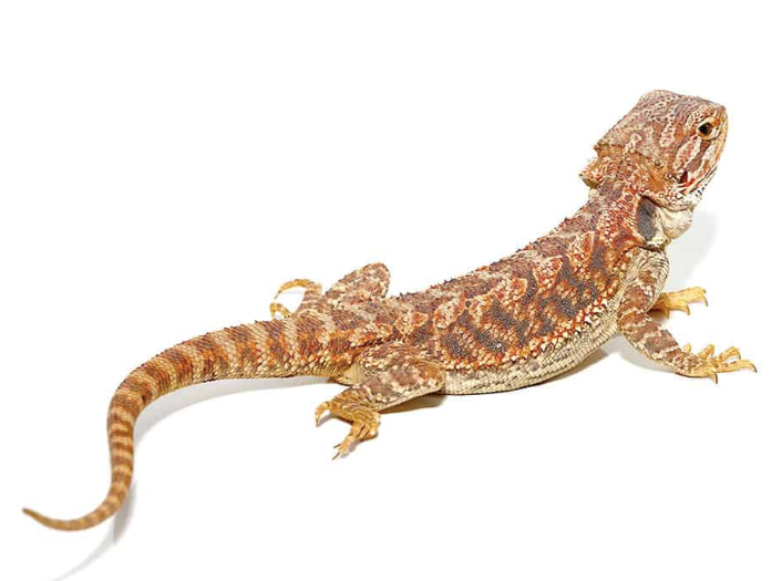 Adult Female Hypo Inferno Blue Bar Bearded Dragon - Exotic Reptiles for Sale