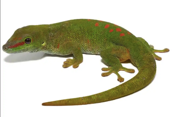 Adult Crimson Giant Day Gecko For Sale