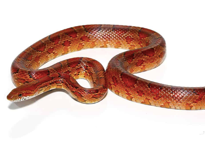 Red Rat Snake For Sale - Upriva Reptiles