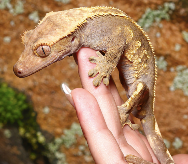 Adult Male Pinstripe Crested Gecko For Sale