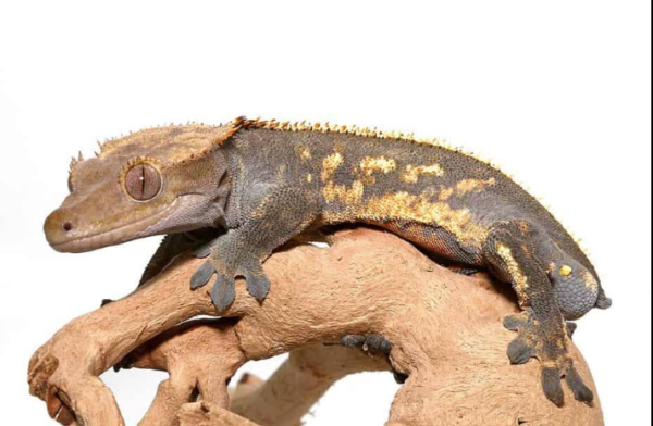 Adult Pinstripe Harlequin Crested Gecko For Sale