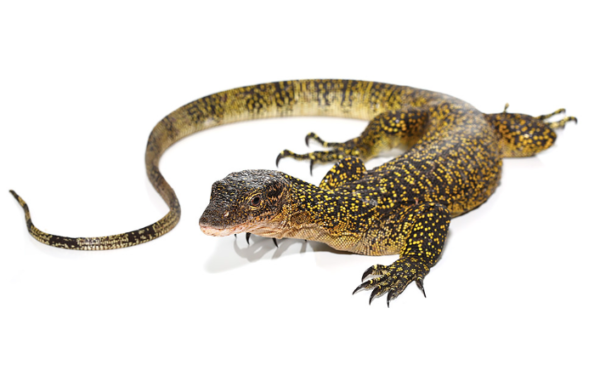 Adult Russell Island Mangrove Monitor For Sale