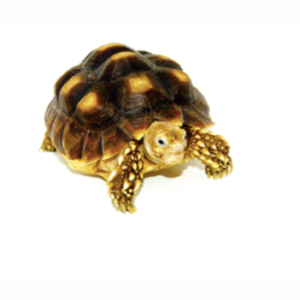 African Spurred Tortoise For Sale