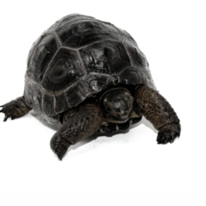 Aldabra Tortoise For Sale