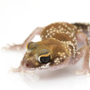 Australian Barking Gecko for Sale