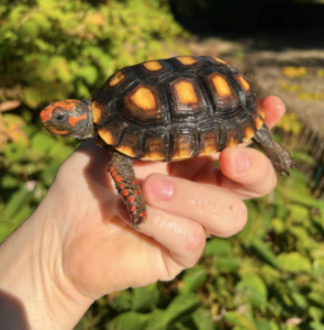 Brazilian Cherryhead Red Foot Tortoise For Sale - Upriva Reptiles