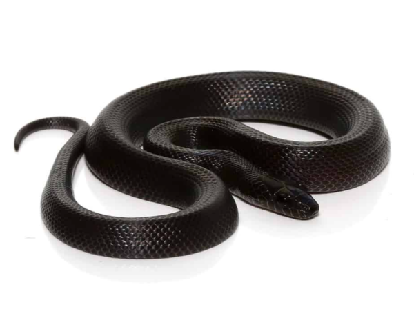 African Black House Snake For Sale - Upriva Reptiles