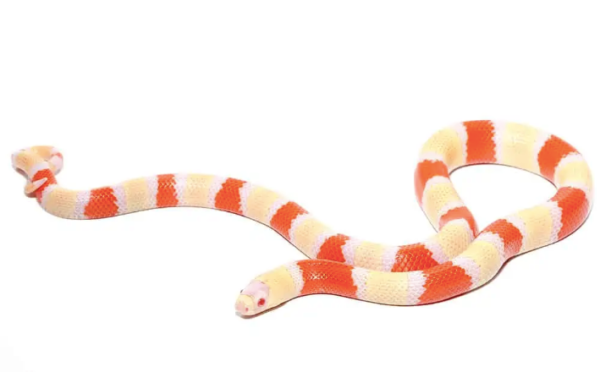 Albino Honduran Milk Snake For Sale