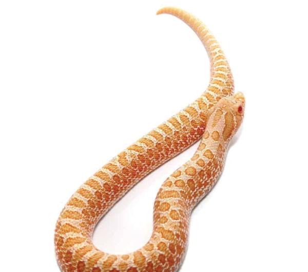 Albino Western Hognose Snake For Sale