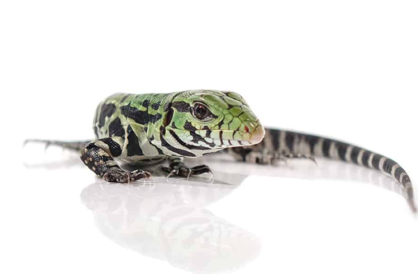 Argentine Black and White Tegu For Sale