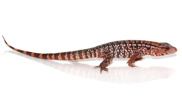 Baby Red Tegu For Sale