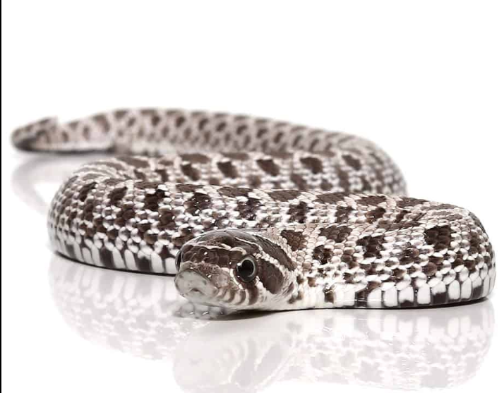 Western hognose snake