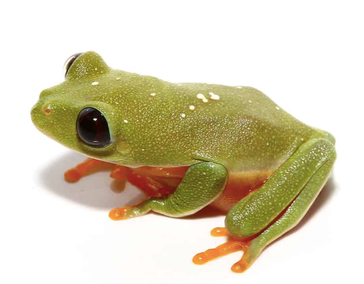 Baby Black Eyed Tree Frog