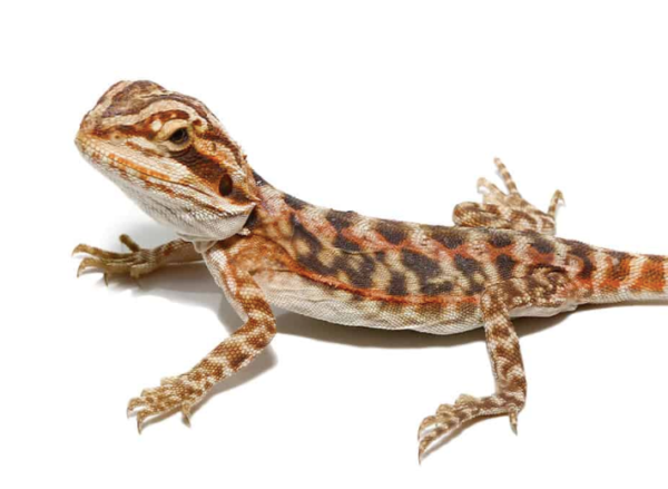 Baby Blue Bar Leatherback Bearded Dragon For Sale