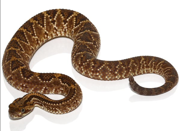 Cascabel Rattlesnake For Sale