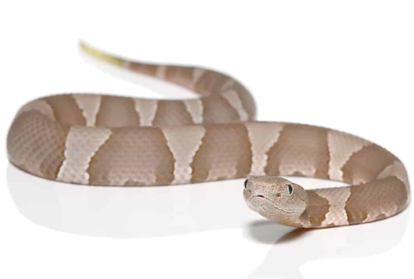 Baby Copperhead Snake For Sale