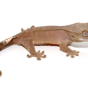 Baby Crimson Crested Gecko For Sale