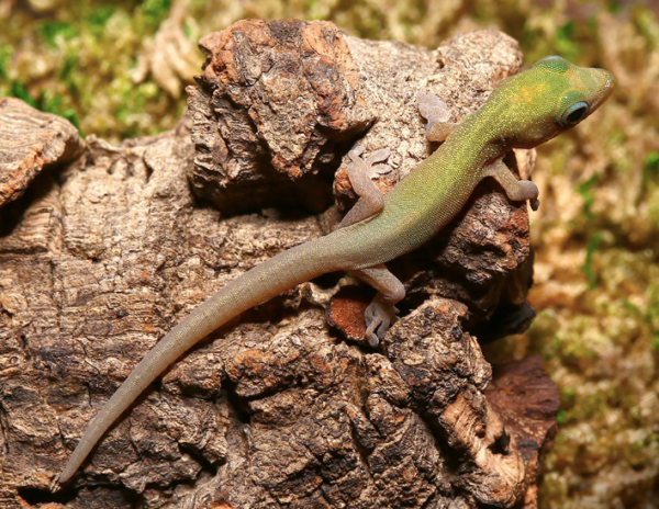 Baby Gold Dust Day Gecko For Sale