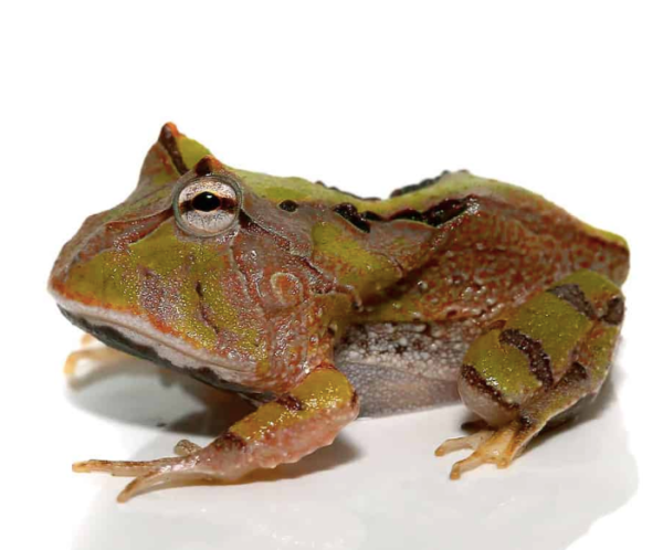 Green Suriname Horned Frog For Sale