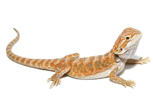 Hypo Bearded Dragon For Sale - Upriva Reptiles