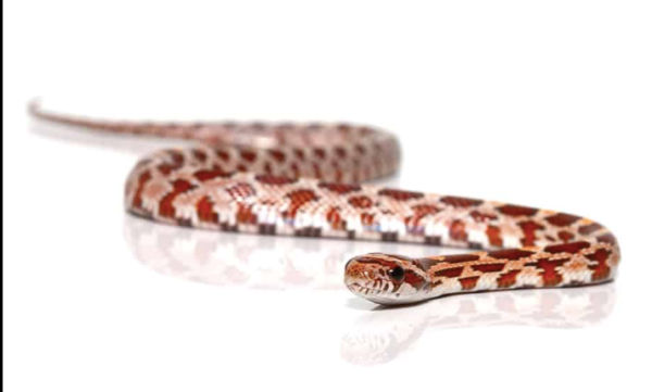 Hypo Corn snake For Sale