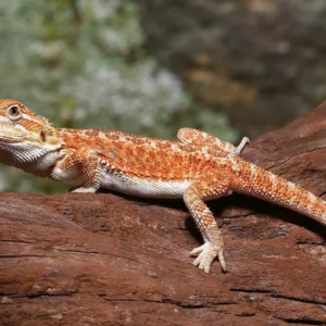 Baby Hypo Dunner Bearded Dragon for Sale