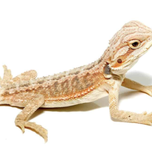 Baby Hypo Inferno Bearded Dragon For Sale