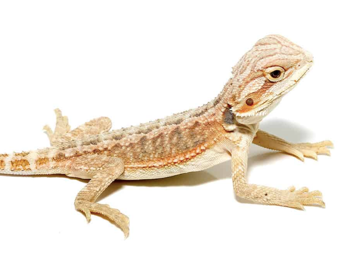 Bearded Dragon