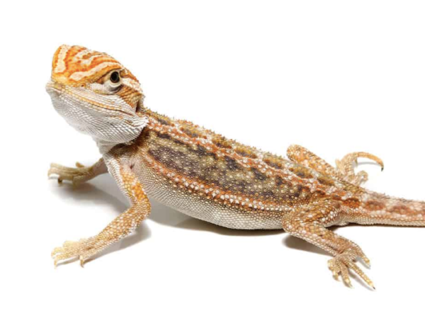 Baby Hypo Inferno Blue Bar Bearded Dragon For Sale