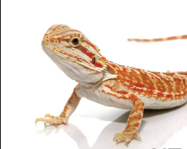 Baby Hypo Inferno Leatherback Bearded Dragon For Sale