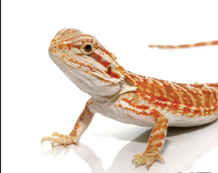 Hypo Inferno Leatherback Bearded Dragon For Sale - Upriva Reptiles