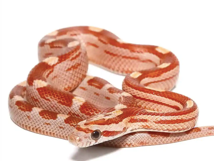 red albino corn snake
