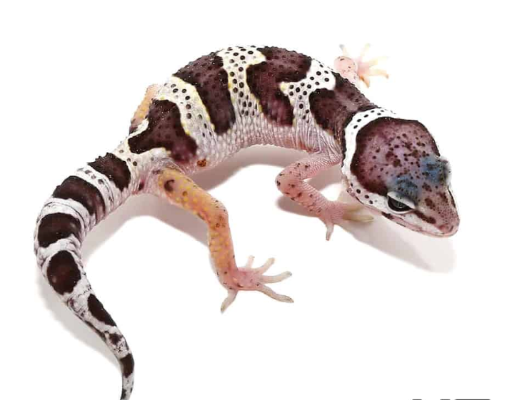 leopard gecko hatchling