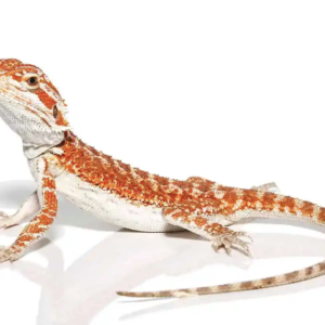 Baby Molten Lava Bearded Dragon For Sale