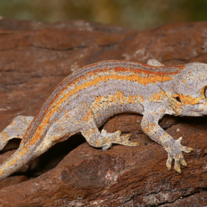 Baby Orange Striped Gargoyle Gecko For Sale