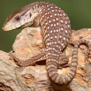 Paradox Savannah Monitor For Sale