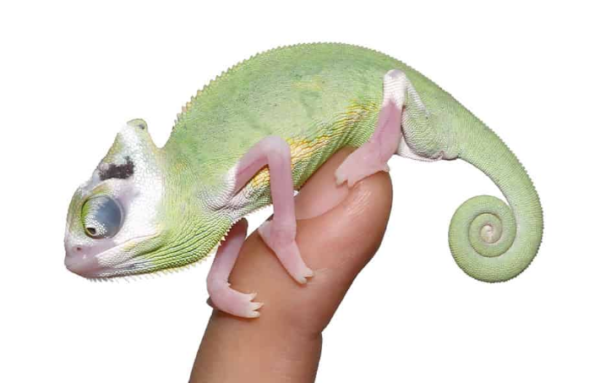 Translucent Veiled Chameleon For Sale