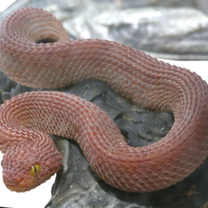 Red Patternless Squamigera Bush Viper For Sale