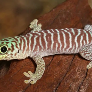 Baby Standings Day Gecko For Sale