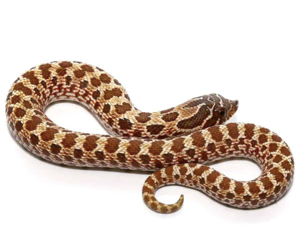 Western Hognose Snake For Sale