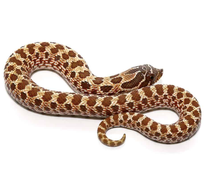 Western hognose snake