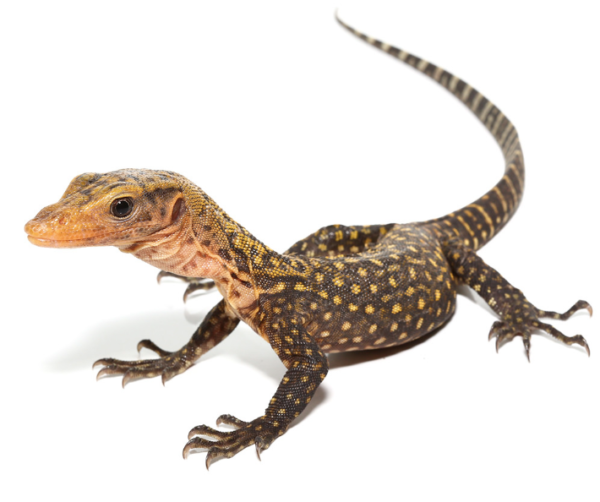 Baby Yellow Quince Monitor For Sale