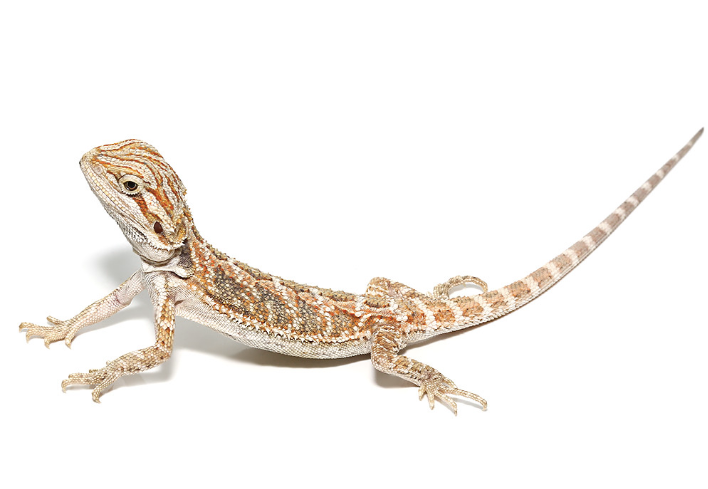 Bearded Dragon for Sale