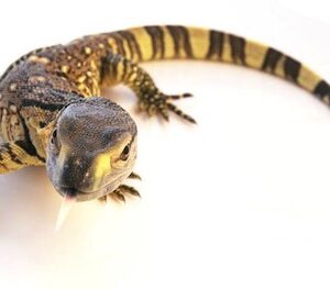 Black Throat Monitor for Sale