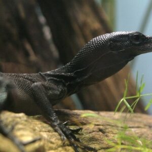 Black Tree Monitor for Sale