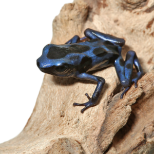 Blue And Black Dart Frog For Sale