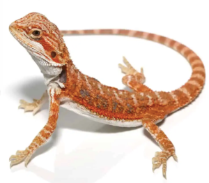 Blue Bar Bearded Dragon For Sale - Upriva Reptiles